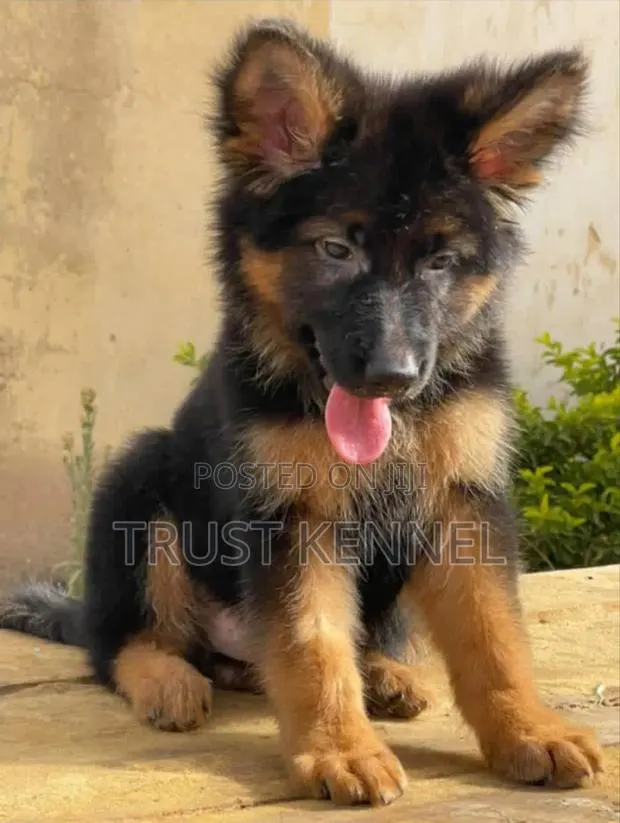 1-3 months Male Purebred German Shepherd · Photo 1