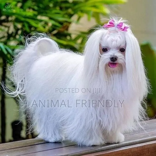 1-3 months Female Purebred Poodle · Photo 1