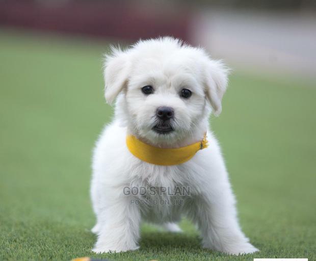 1-3 months Female Purebred Maltese · Photo 4