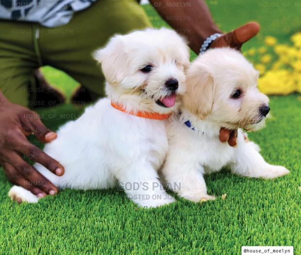 1-3 months Female Purebred Maltese · Photo 3