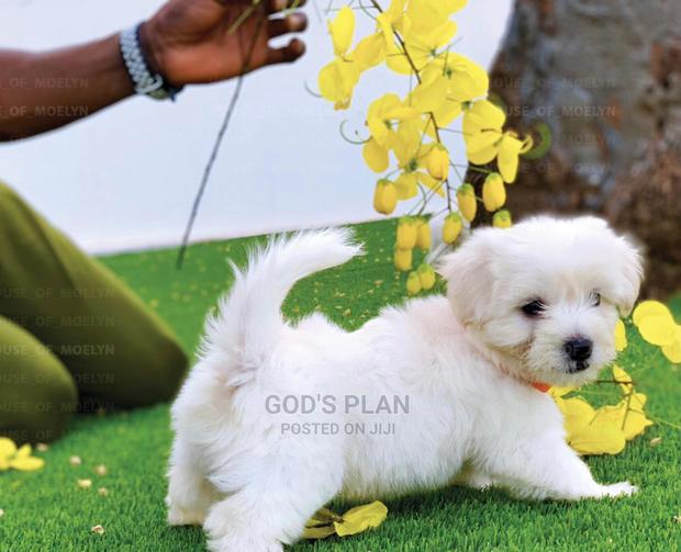 1-3 months Female Purebred Maltese · Photo 2