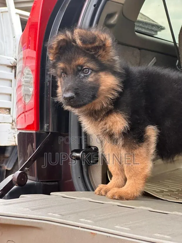 1-3 months Female Purebred German Shepherd · Photo 1
