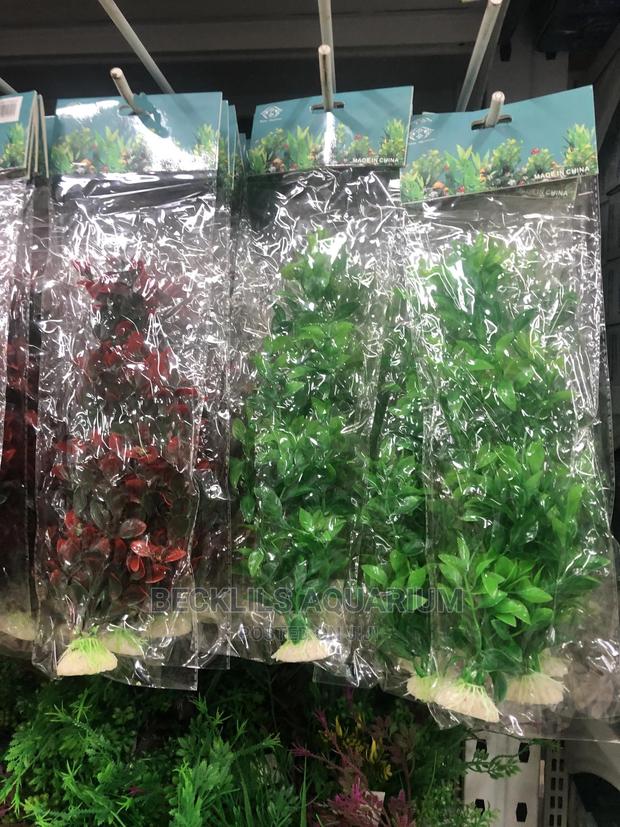Aquarium Plants and Accessories · Photo 1