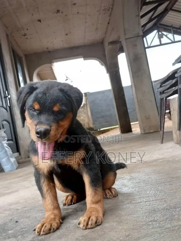 1-3 months Female Purebred Rottweiler · Photo 1