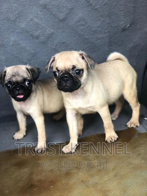 1-3 months Female Purebred Pug · Photo 1