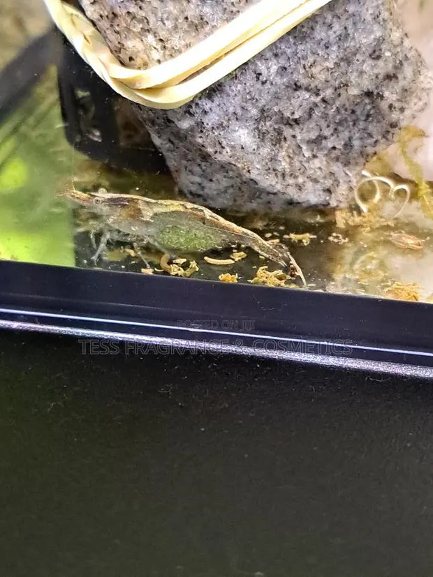 Shrimps for Aquarium · Photo 1