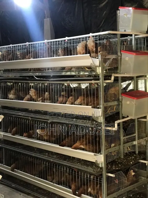 Battery Cage · Photo 1