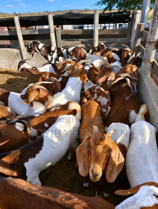 Healthy and Strong Goats · Photo 1