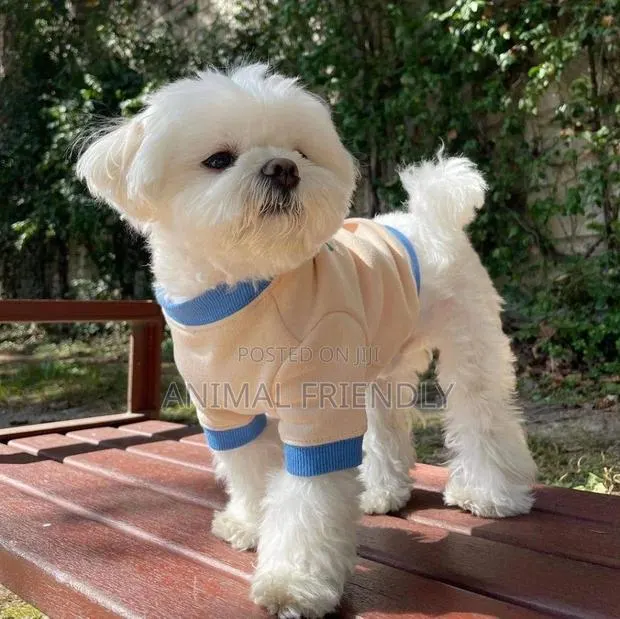 1-3 months Male Mixed Breed Poodle · Photo 1