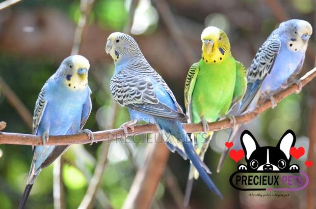 Budgies Parakeets