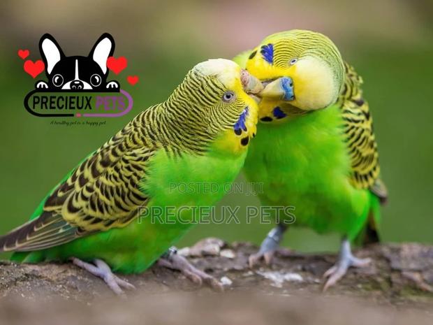 Budgies Parakeets · Photo 2