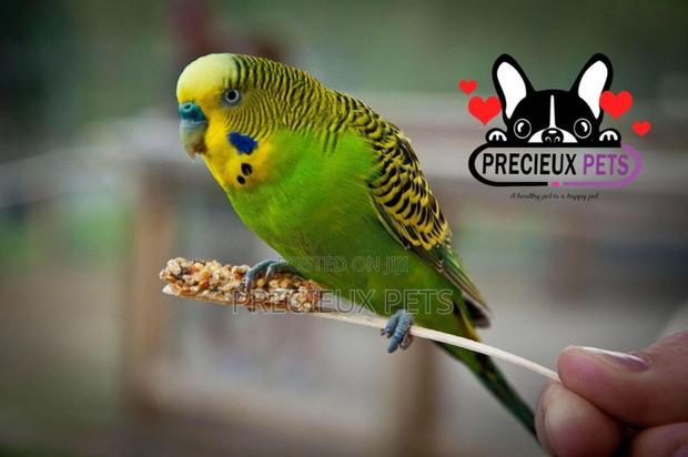 Budgies Parakeets · Photo 3