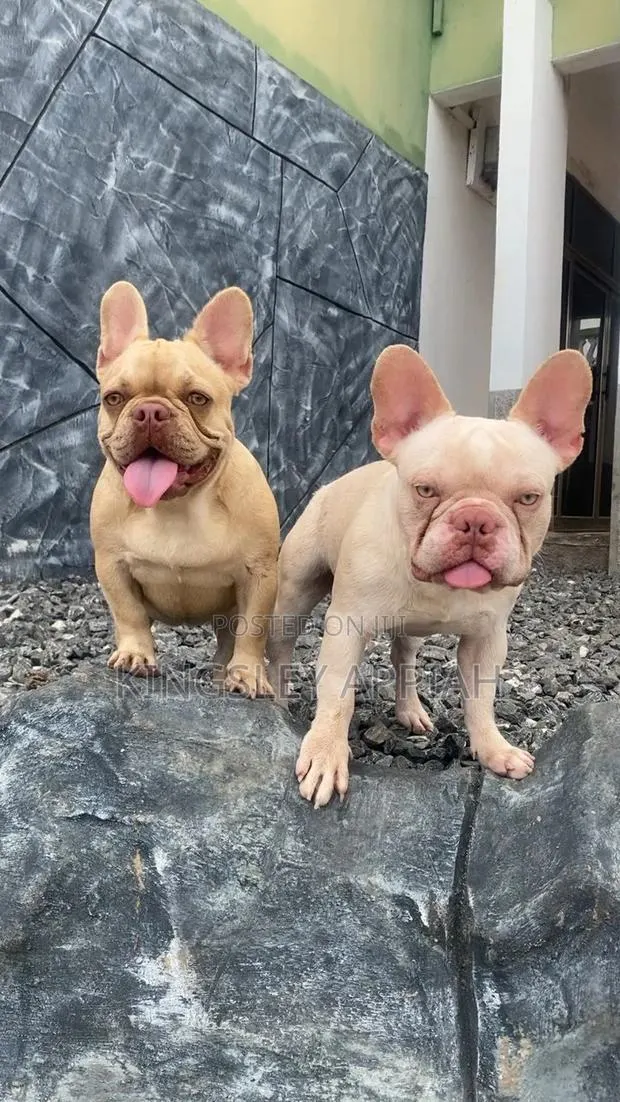 1-3 months Male Purebred French Bulldog · Photo 1