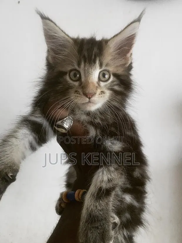1-3 months Female Purebred Maine Coon · Photo 1