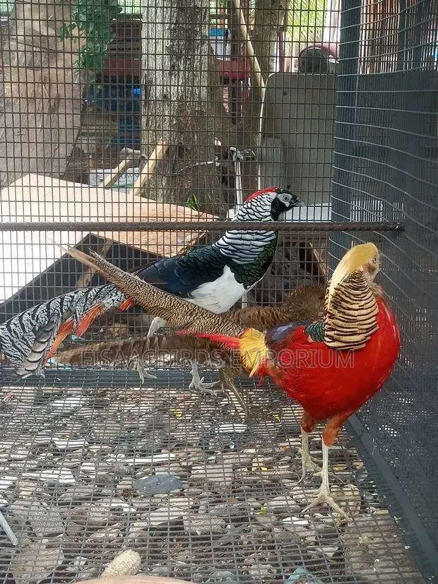 Pheasant Birds (Pair) · Photo 1