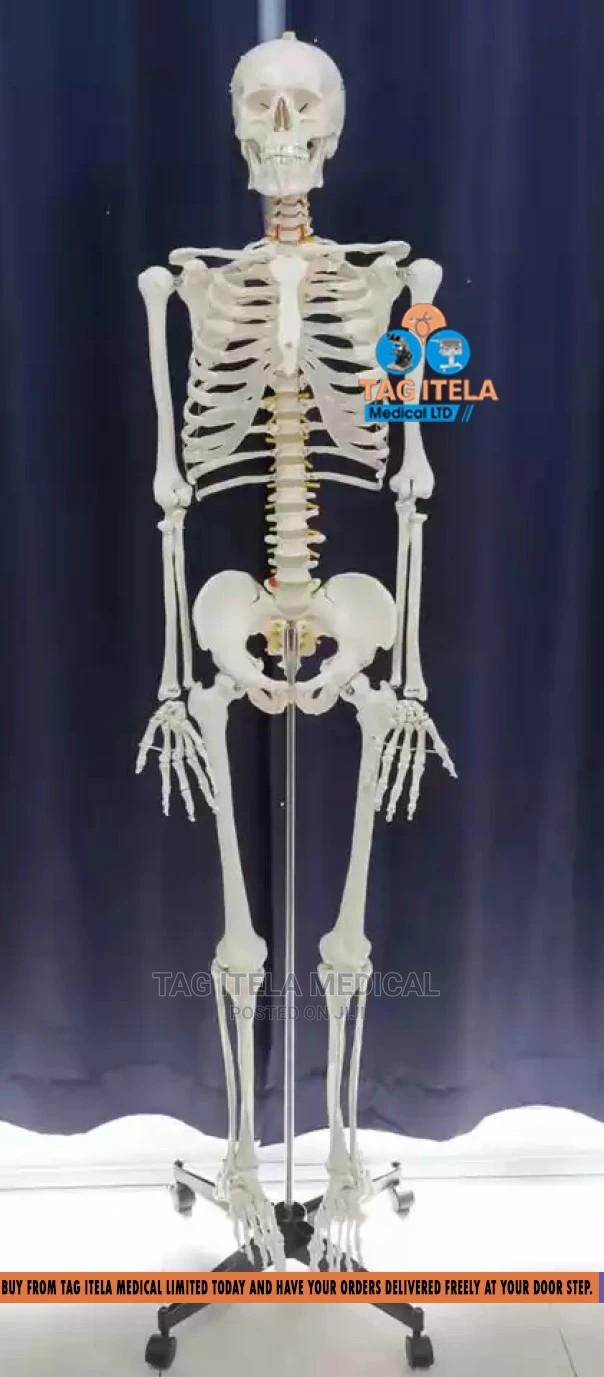 Skeleton Model (85cm) · Photo 1