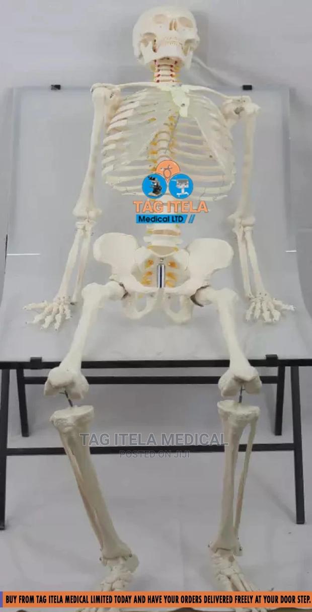 Skeleton Model (85cm) · Photo 2