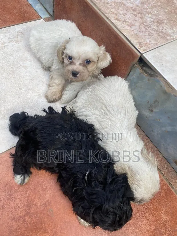 0-1 month Male Purebred Maltipoo · Photo 1