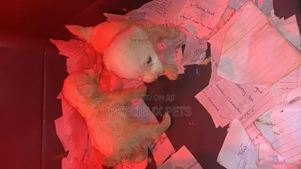 1-3 Months Female Purebred Poodle · Photo 1
