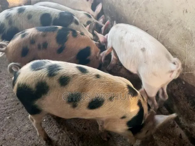Pigs/Piglet · Photo 1