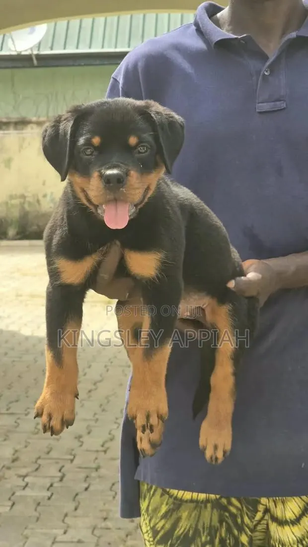 1-3 months Female Purebred Rottweiler · Photo 1