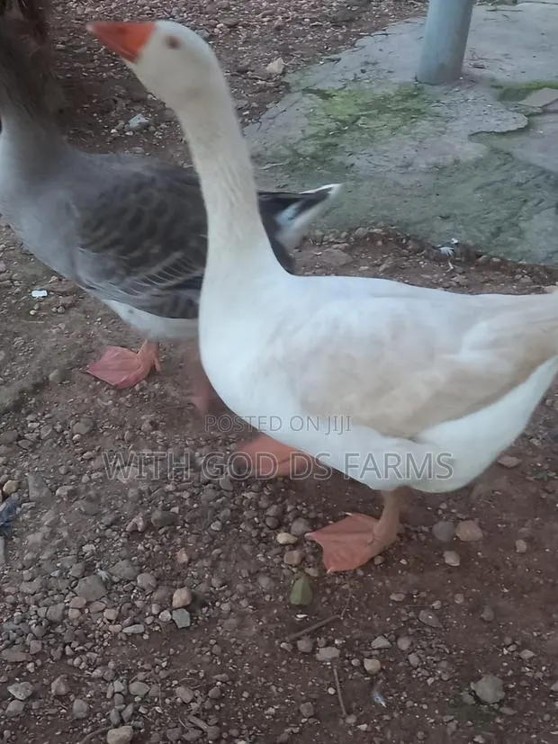 Organic Geese Duck · Photo 1