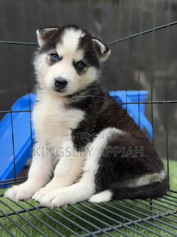 1-3 months Male Purebred Siberian Husky · Photo 1