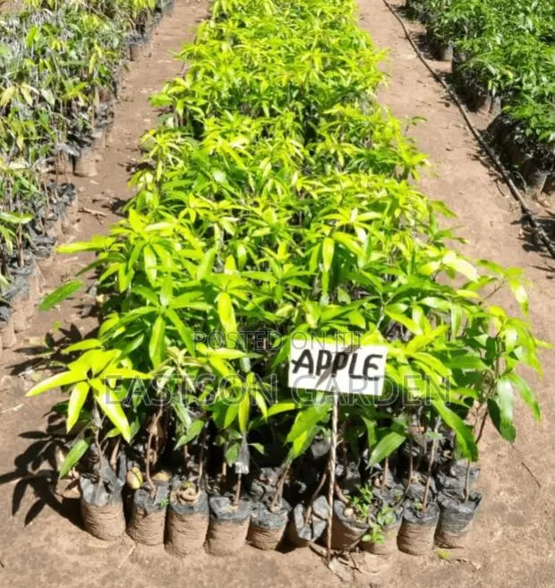 Dwarf Apple Mango Seedlings · Photo 2