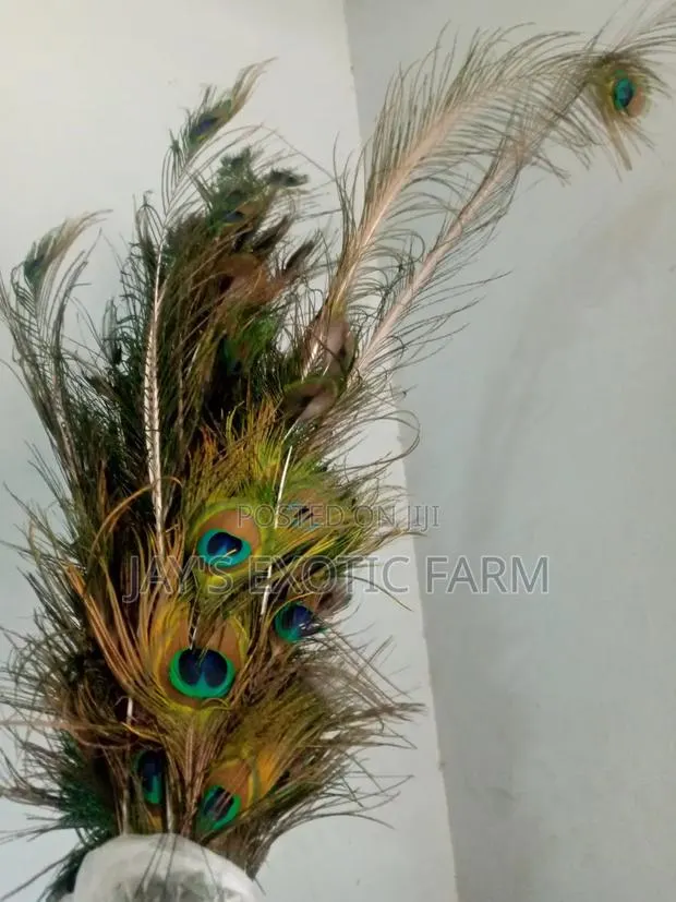 Natural Peacock Features Available · Photo 2
