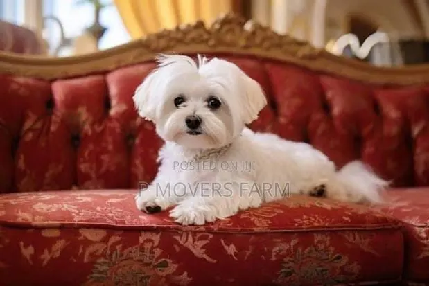 1-3 months Male Purebred Maltese · Photo 1