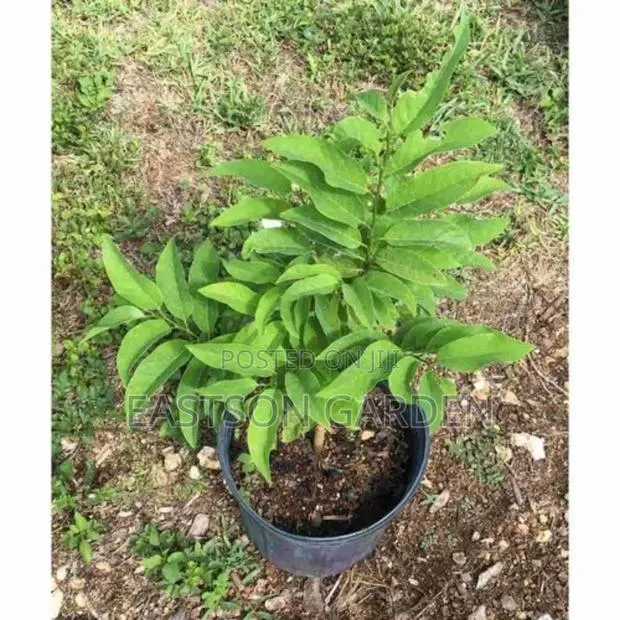 Exotic Sweet Apple (Sugar Apple) Seedlings · Photo 2