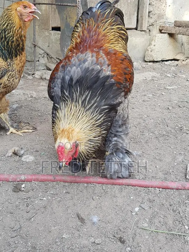 Brahma Males · Photo 1