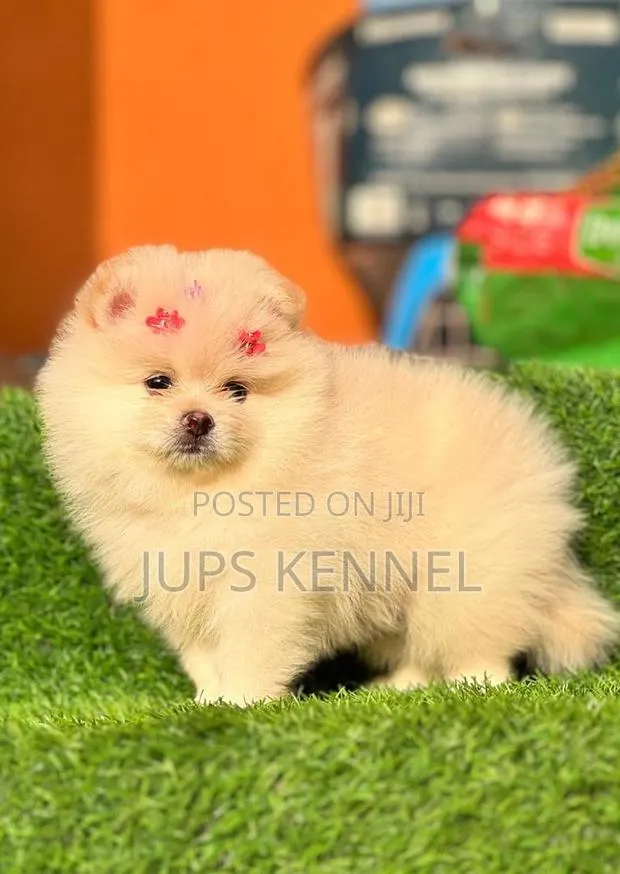 1-3 months Female Purebred Pomeranian · Photo 1