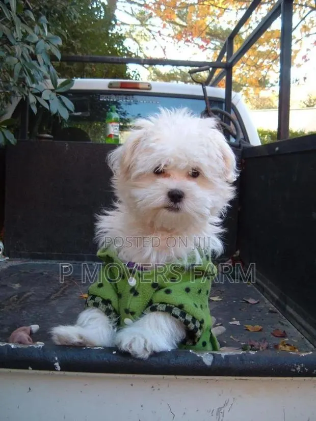 1-3 months Male Purebred Maltese · Photo 1