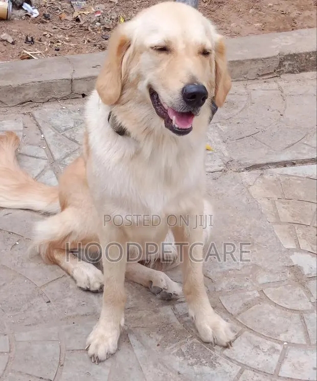 1+ year Female Purebred Golden Retriever · Photo 1