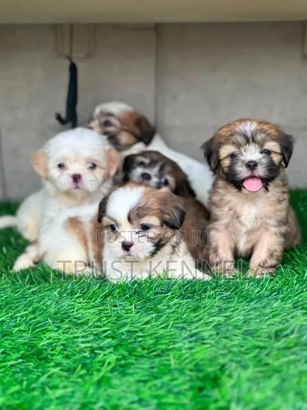 1-3 months Male Purebred Poodle · Photo 1