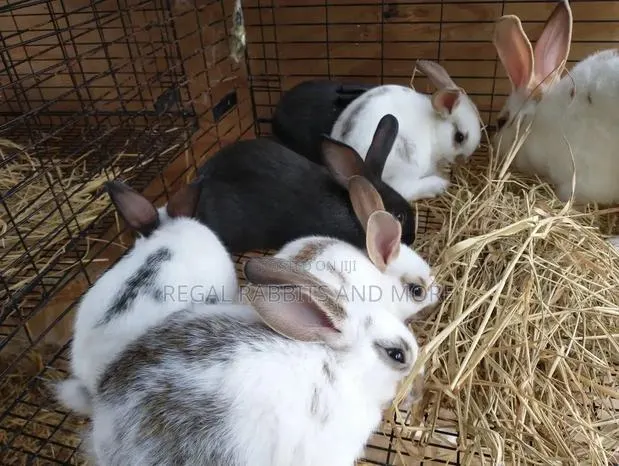Hot Sales _Rabbits · Photo 1