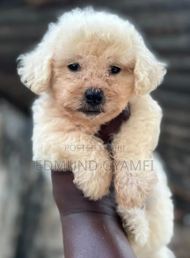 1-3 months Male Purebred Poodle