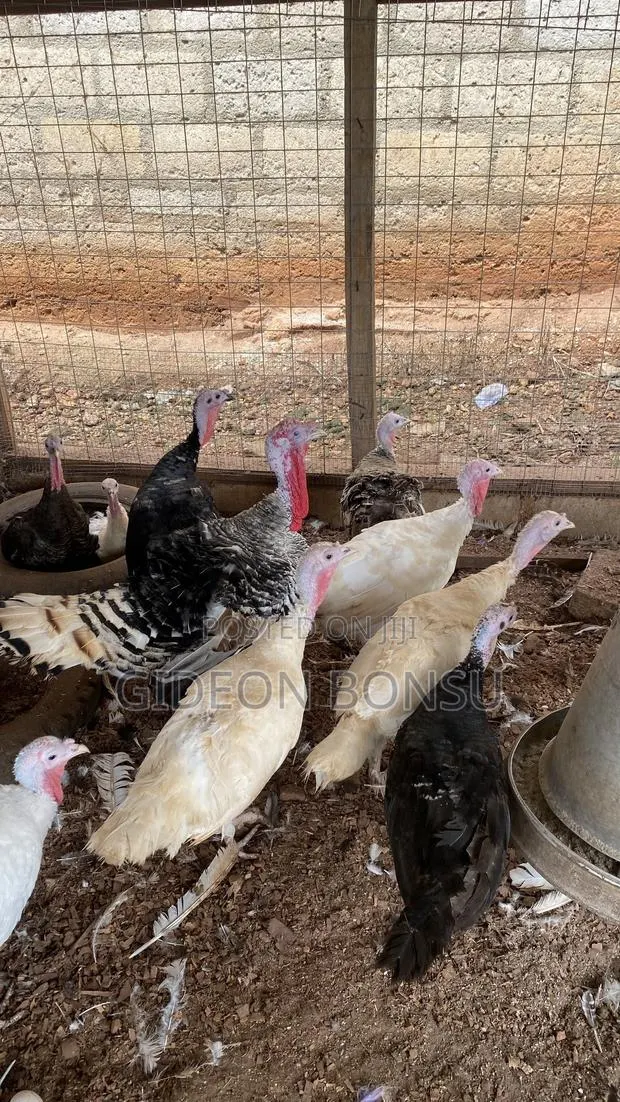 9 Months Female Layer Turkeys to Start Up Your Farm · Photo 1