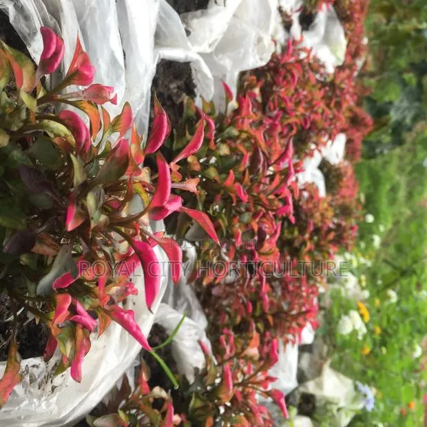 Flowers for Sale at Cool Price · Photo 1