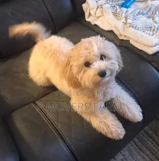 1-3 months Male Purebred Poodle · Photo 1