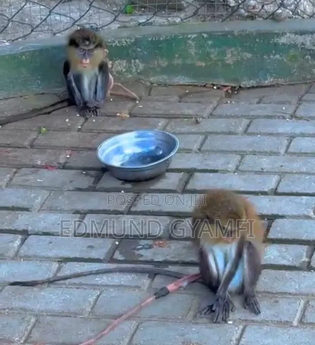 Mona Monkeys