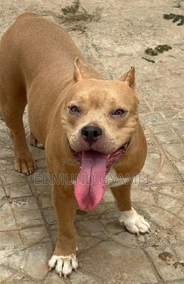 1+ year Female Purebred American Bully · Photo 1