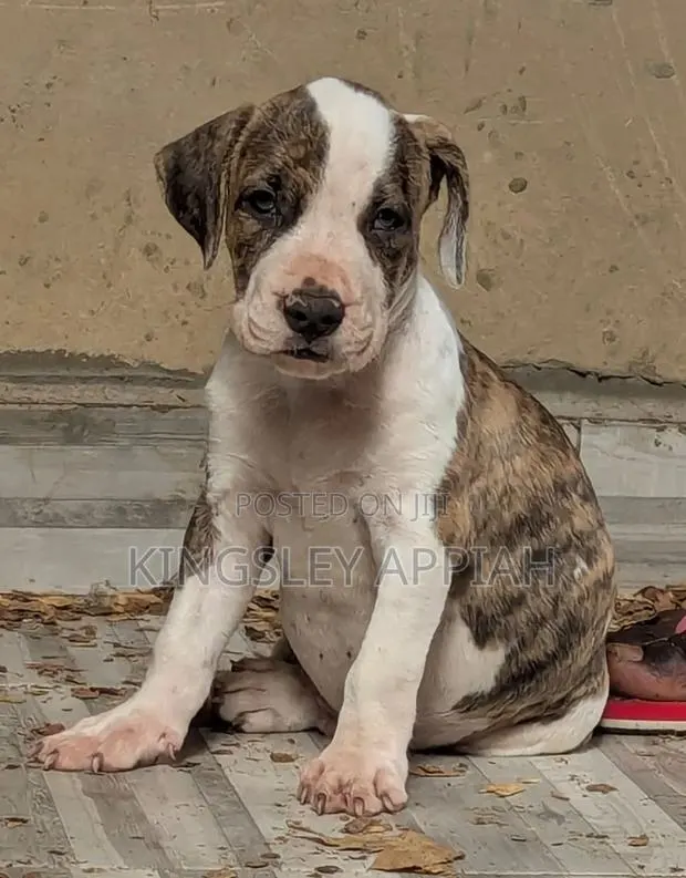 1-3 months Male Purebred American Pit Bull Terrier · Photo 1