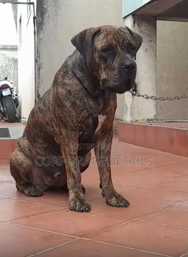 1+ year Male Purebred Boerboel · Photo 1