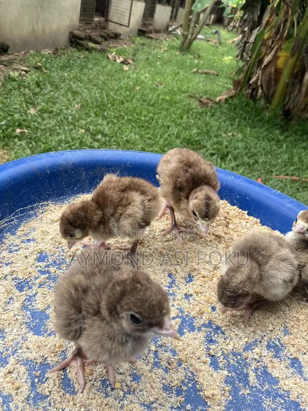 Bourbon Red Day Old,(Red Turkeys) · Photo 1