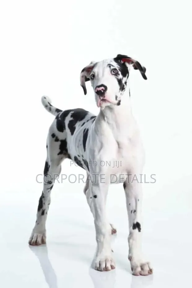 1-3 months Male Purebred Great Dane · Photo 1