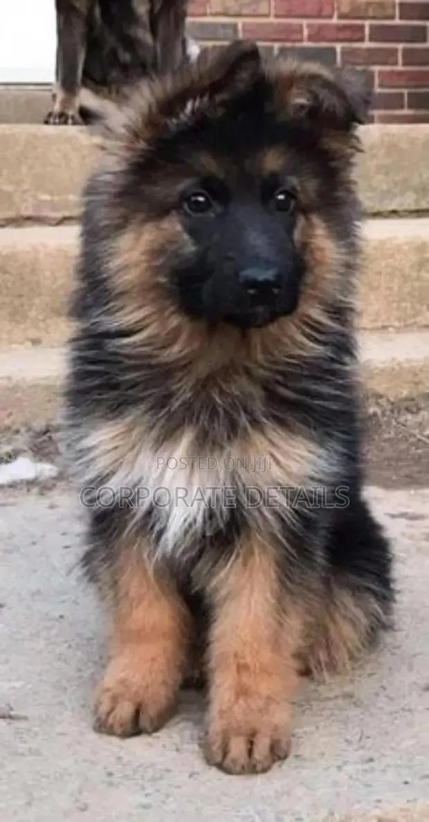 1-3 months Female Purebred German Shepherd · Photo 1
