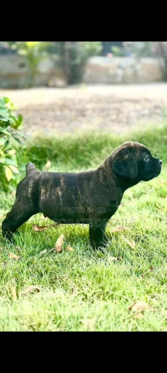 1-3 months Female Purebred Boerboel · Photo 1