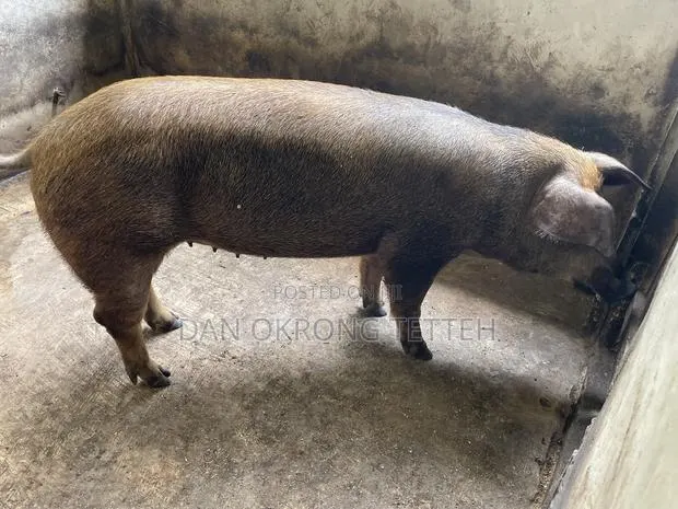 Healthy Duroc Pig Breed · Photo 1